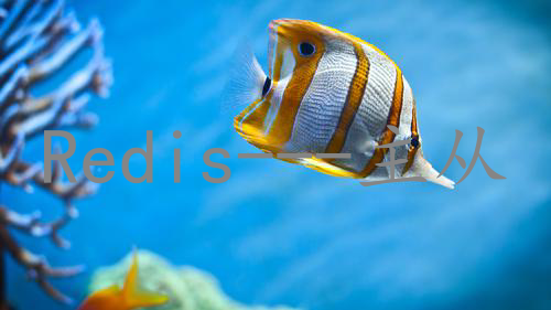 Redis---主从复制
